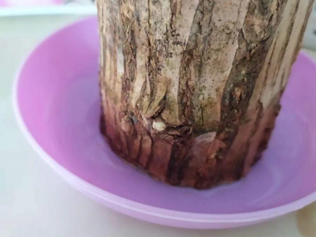 网上买的小木桩,泡水半个月,臭了还没长芽!