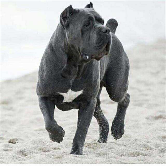 卡斯罗虽好,但终究躲不过这些"坑",难怪养的人少