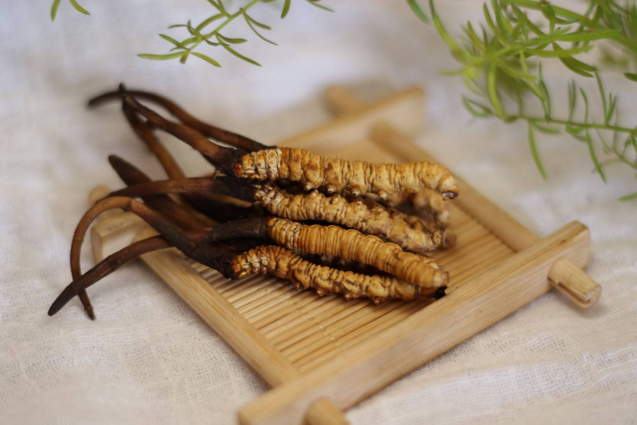 发达致富,而市面上也开始出现大量的假冒虫草,其中一些甚至以砒霜充数