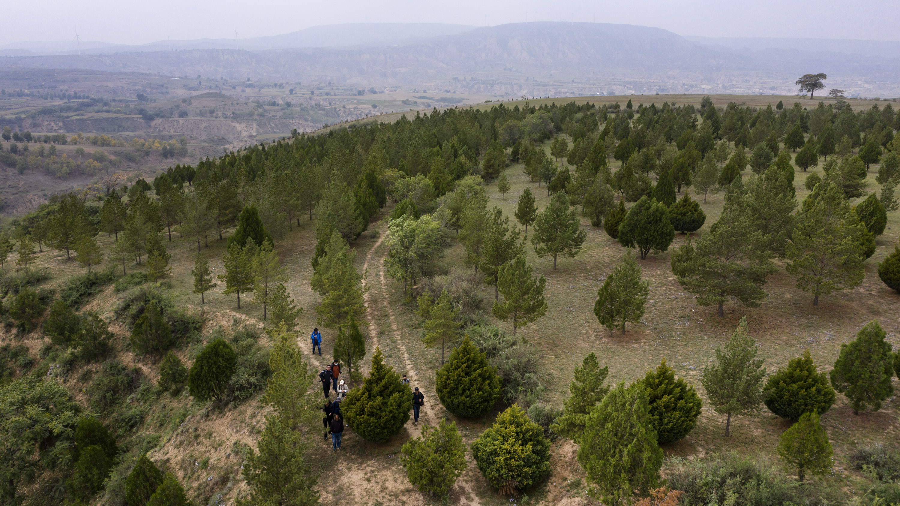 齐军祥:二十年绿化一座荒山(2)