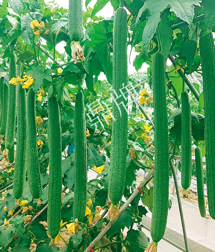 丝瓜种植时间及技术要点(广东丝瓜种植时间及技术要点)