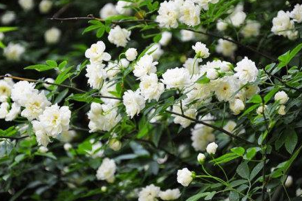 木香花:花开七里香满街,止血止痛治疮疖