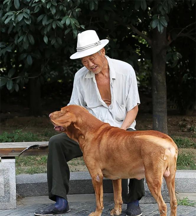 老人给落难的土狗喂饭3天,士狗报恩,把老人从鬼门关救了回来