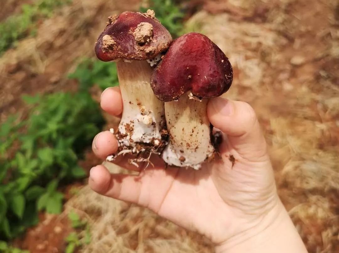 可与高档菌类媲美的菌种—赤松茸菌,最大缺点就是太好吃而且实惠