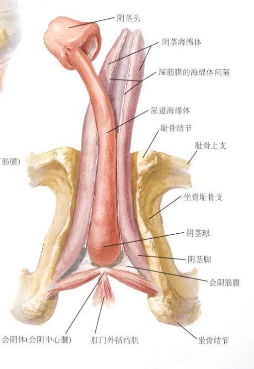 小丁丁断了,还能修好么?