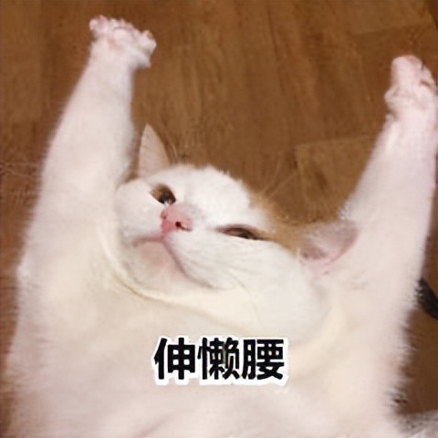 猫咪爱"伸懒腰",不是活动筋骨,是在给你信号!