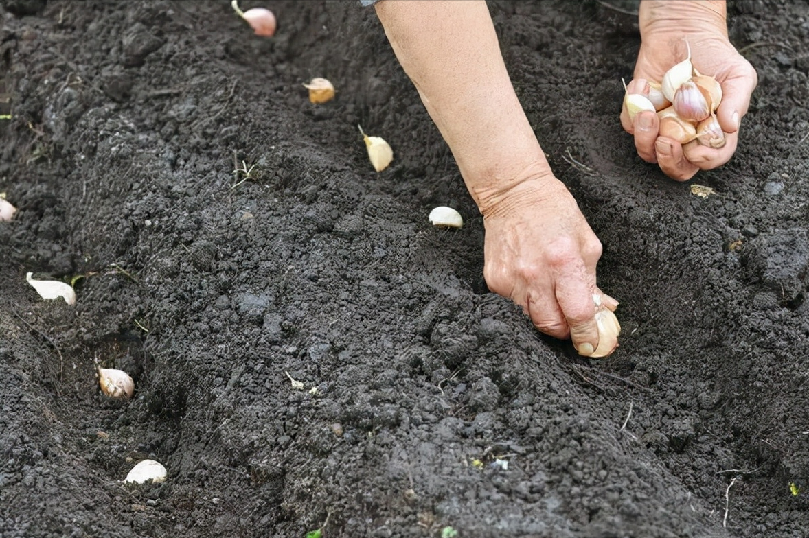 你会用花盆种大蒜吗?这种方法,在家也可以实现大蒜自由