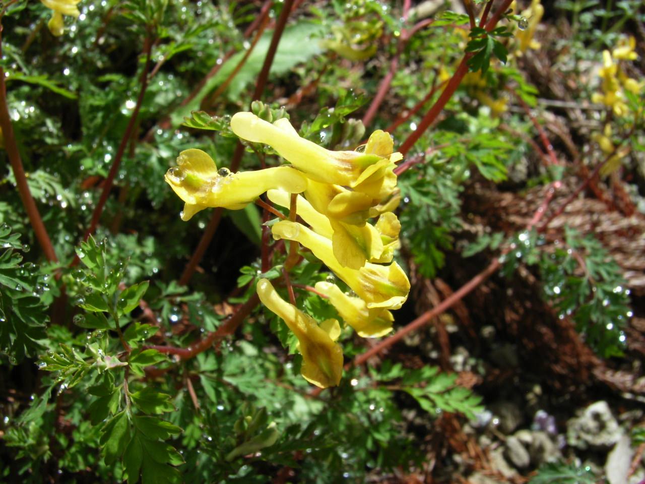 叶子像胡萝卜,开着黄色小花非常漂亮,学名黄堇,清热解毒和杀虫