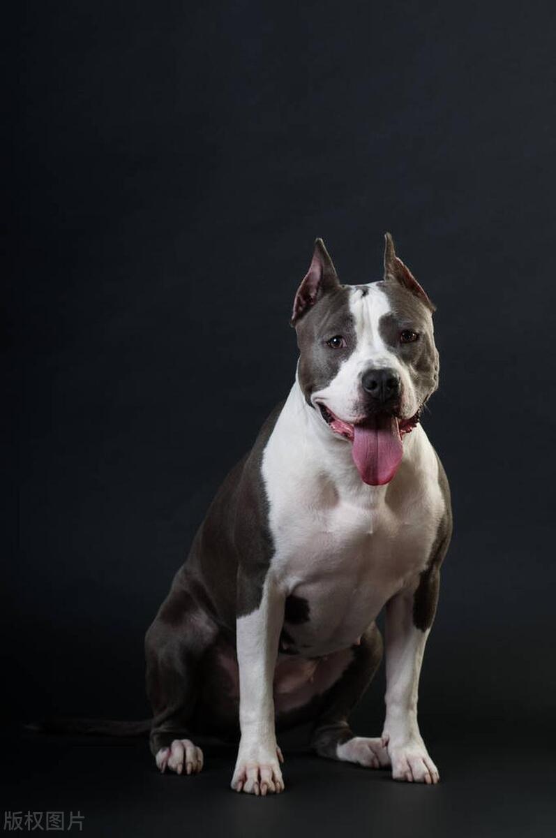 斗牛犬和恶霸犬有什么区别