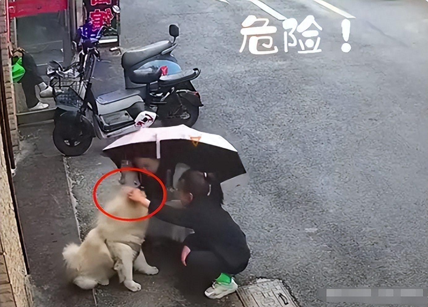 松狮咬人反转!女子有拔毛动作,主人态度逆转拒赔偿,狗狗已离世