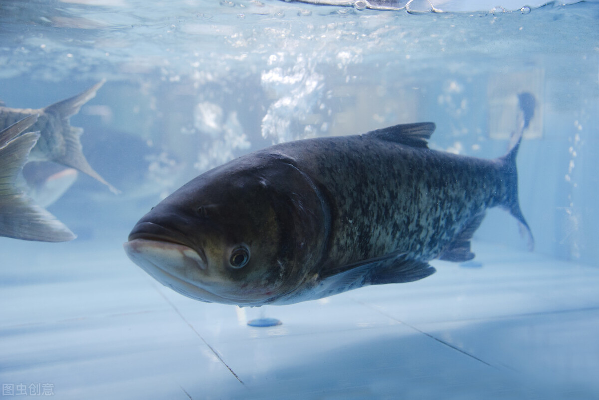 你知道钓鲢鳙的5个小技巧吗,一钓一个准哦