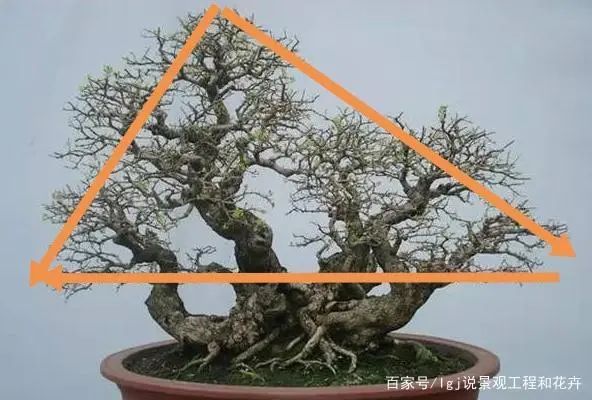 盆景造型十二式欣赏(值得收藏)