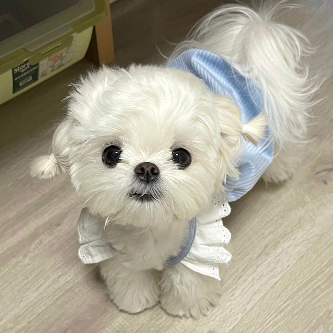 新手养狗,就从这7种狗入手,漂亮又好养!