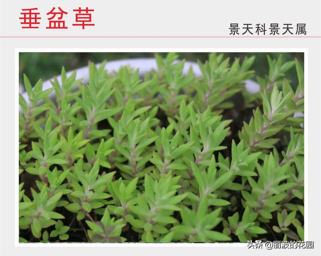 60种不同的景天科多肉植物图,不同的品种样式,个别非常的相似