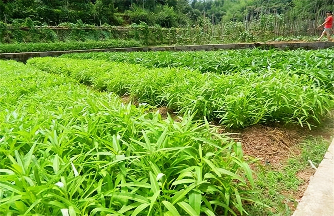 空心菜的种植方法 培养绿色家庭菜园