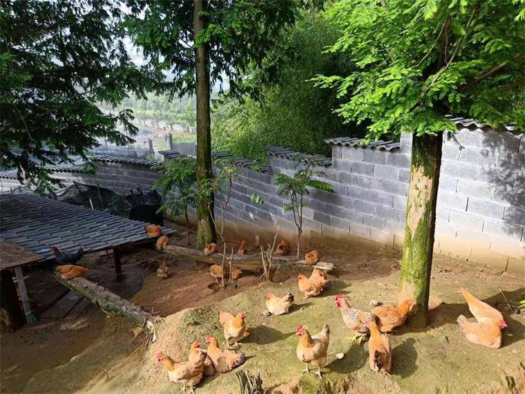 浙江湖州安吉董岭龙岭山庄农家乐,位于景区内,农家鲜笋可劲吃!