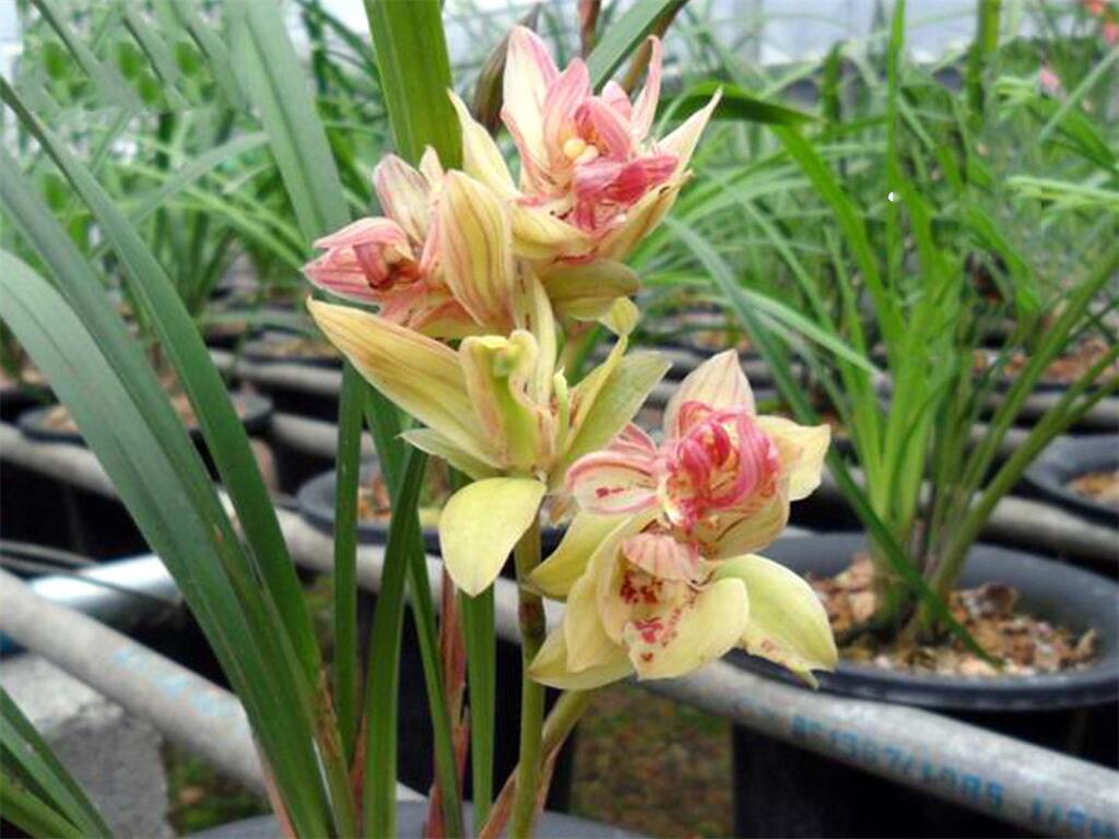 我国精品兰花——富山奇蝶兰,花期长花量大,新手也能养好