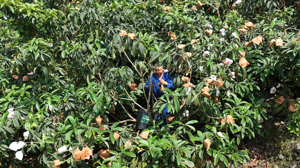 枇杷苗几年挂果一次