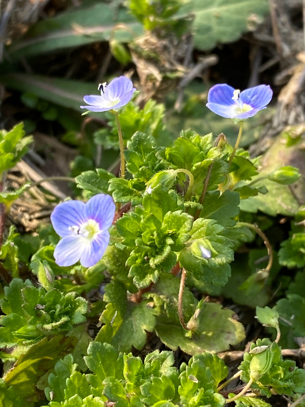 找春天:早开的野花一朵两朵,这是春天的眼睛吧