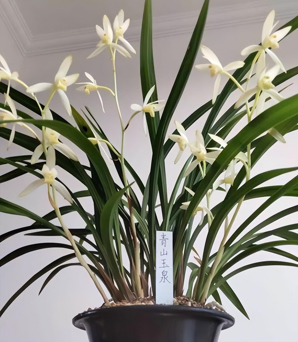 见过青山玉泉兰花吗,花色纯净,兰姿高雅,深受无数花友喜爱