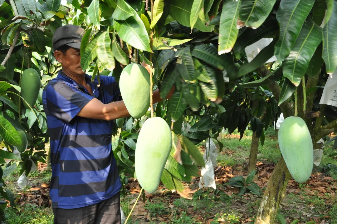 辰颐物语:越南大青芒——芒果中的"巨无霸",一口下去全是肉