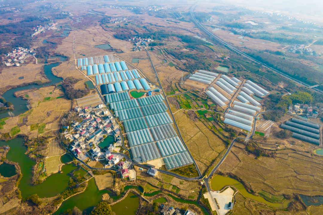 黄花镇东红村:多措并举,多业融合,推动村集体经济发展