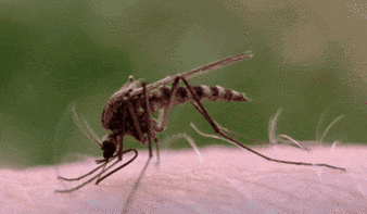 蚊子最大的“天敌”，居然不是蚊香？别不信，只需5分钟蚊子消失了-有驾
