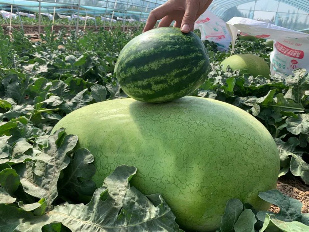 黑水瓜农种出含糖超高的"太空西瓜",需2人抬运,成为梦中情瓜