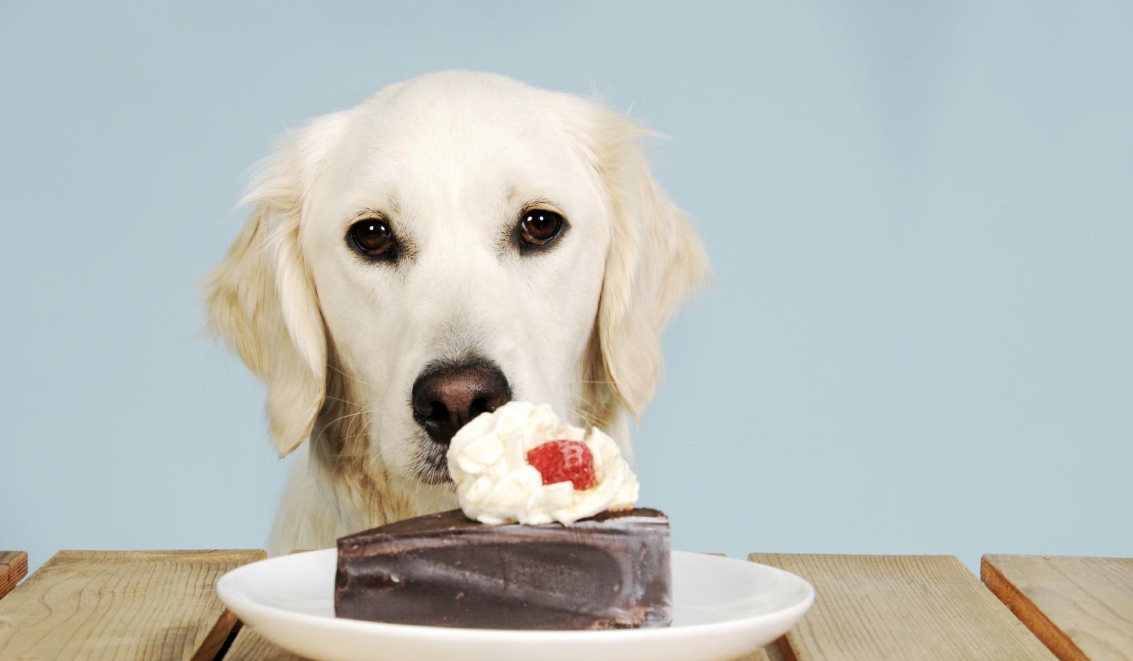 狗吃了巧克力怎么补救?