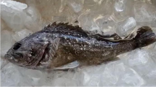 民进党解禁"核食"遭打脸:因辐射超标,日本暂停福岛黑鲉鱼上市