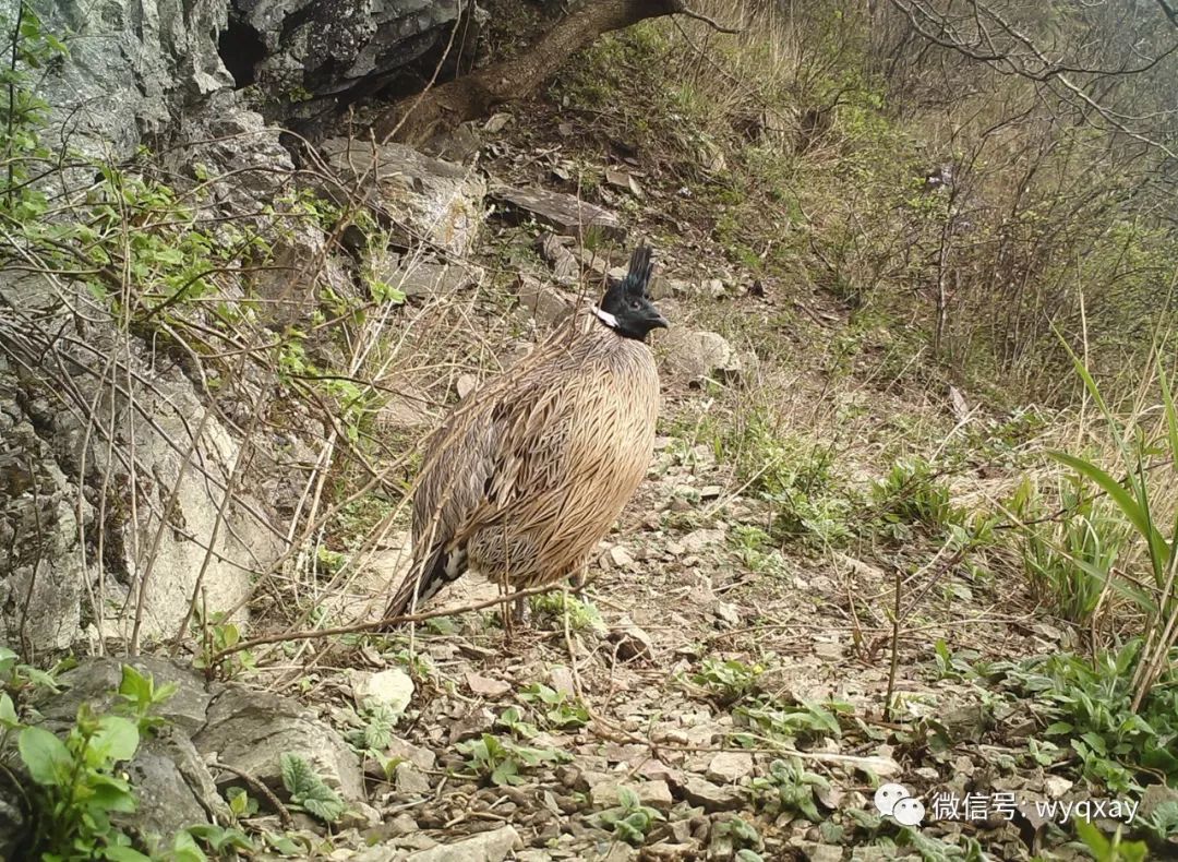 推荐|云南保山拍到珍稀野生动物云猫，正脸照曝光！网友：像豹子也像猫咪