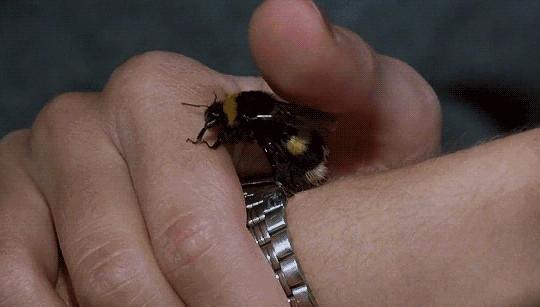 26只非洲杀人蜂逃出实验室,入侵巴西到处作恶,为何后来受欢迎?