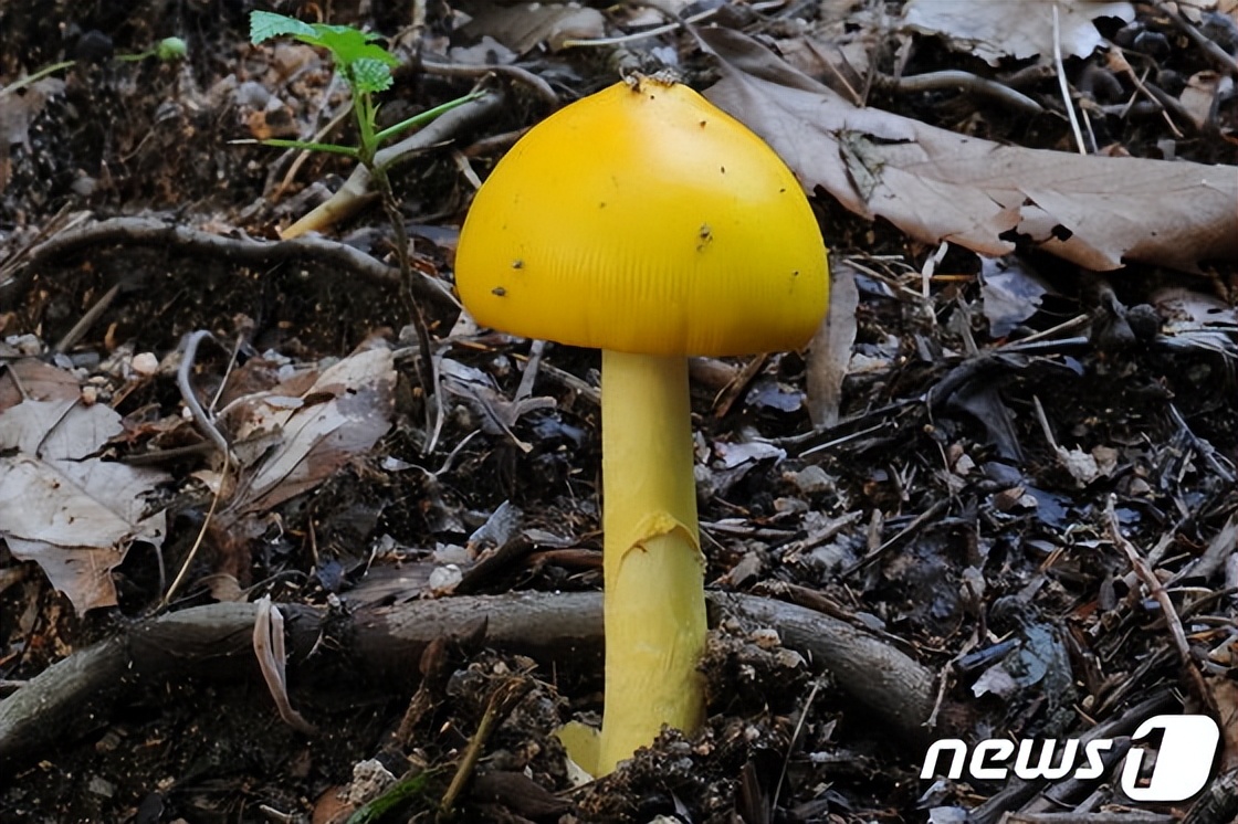 韩国科学家在黄盖鹅膏中发现幽门螺杆菌抑制剂