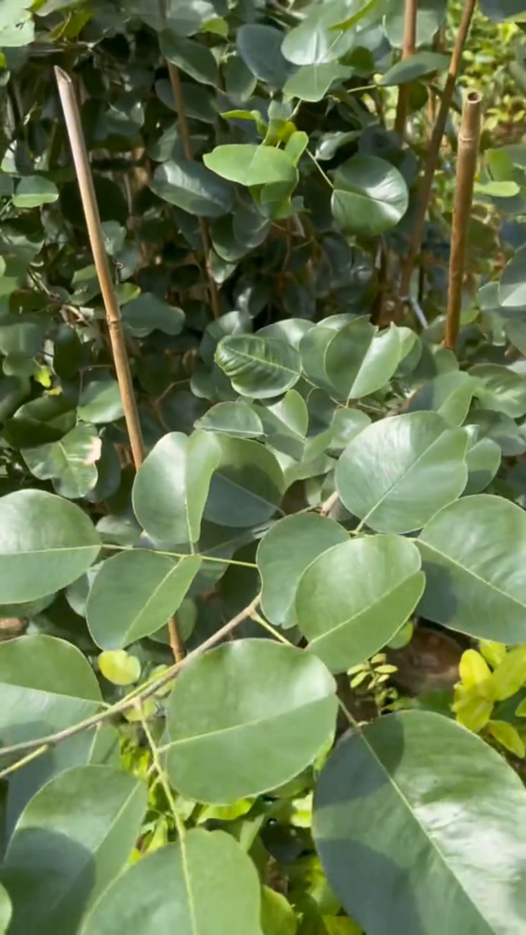 檀香紫檀,俗称印度小叶紫檀,正宗印度小叶紫檀红木树苗!