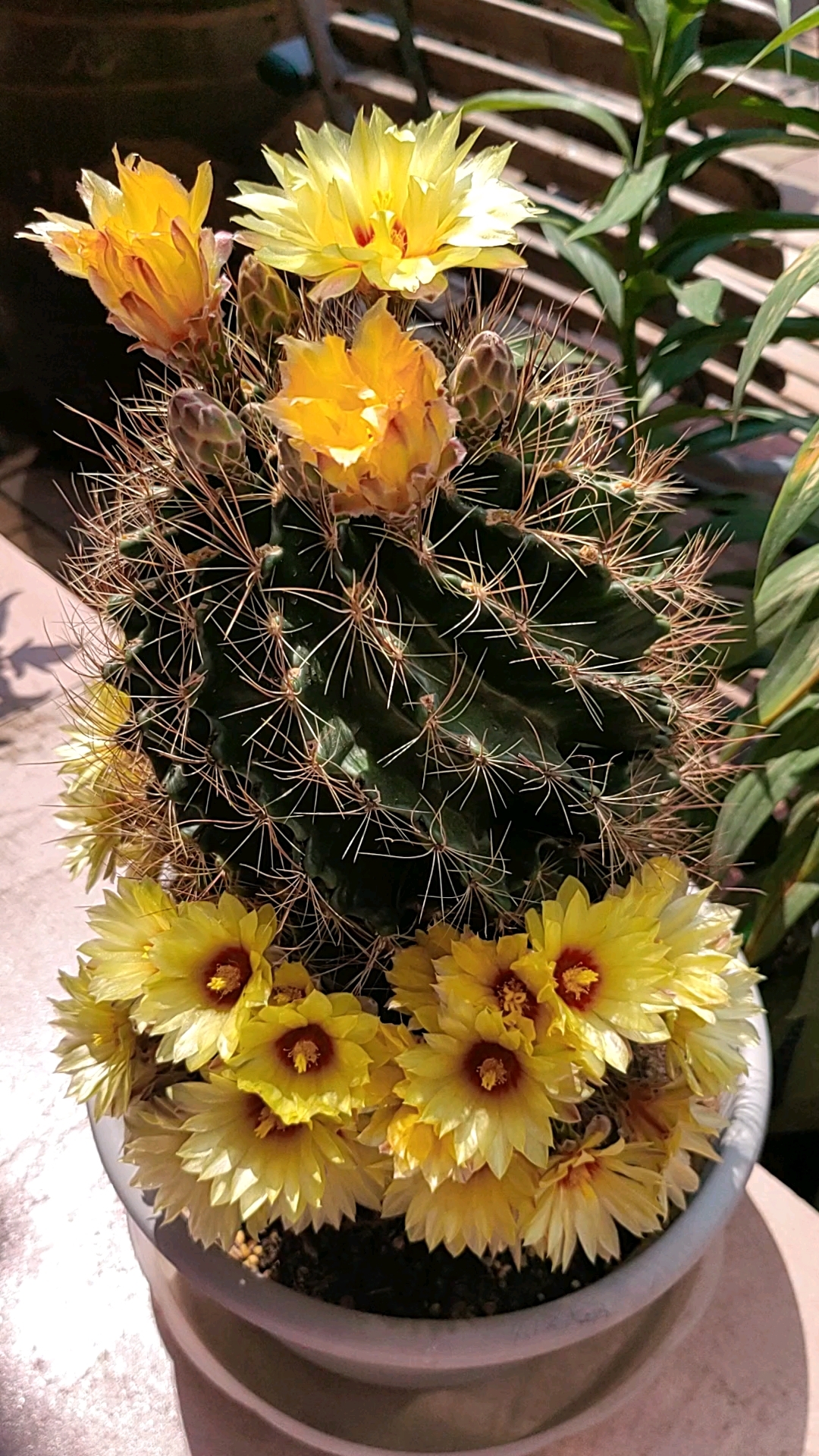 第一次在腰身上开花的龙王球-度小视