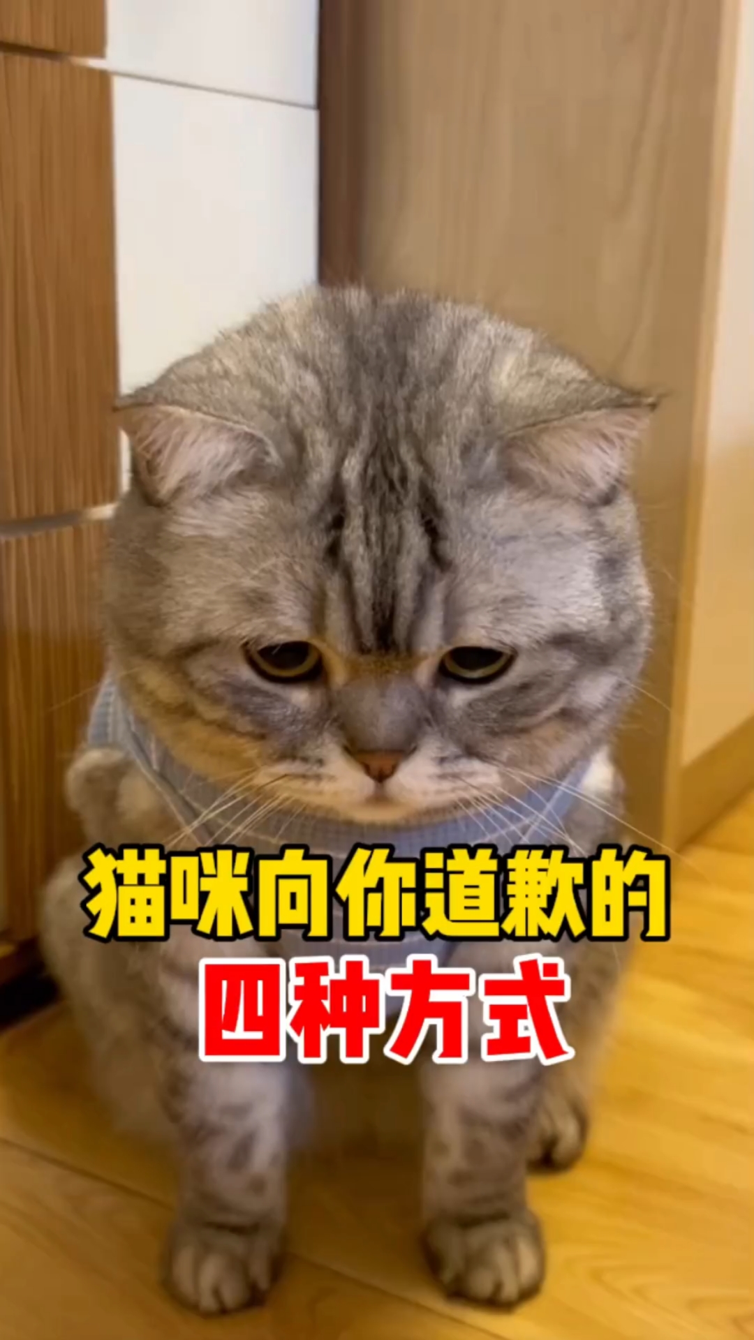 猫咪向你道歉的四种行为