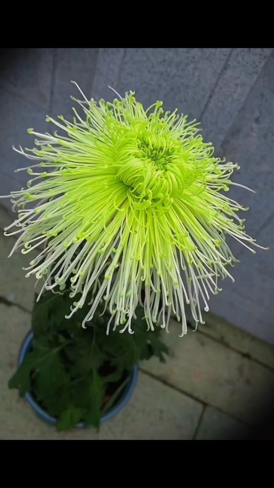 菊花开了,如淡雅的绿美人.