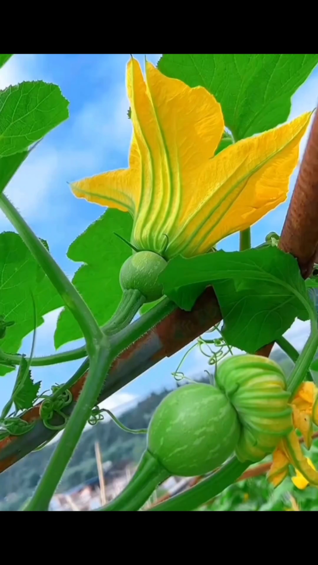 香芋南瓜开花图片