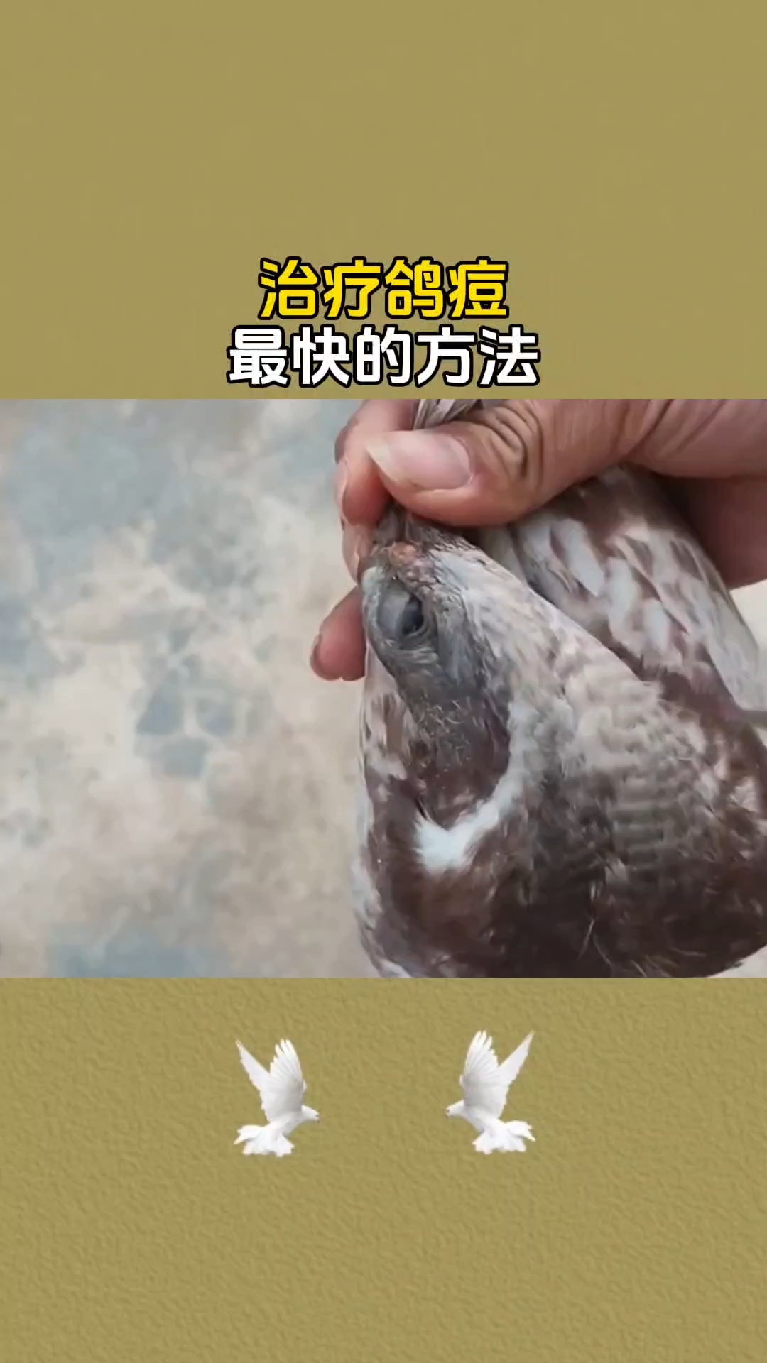 治疗鸽痘最快的方法!