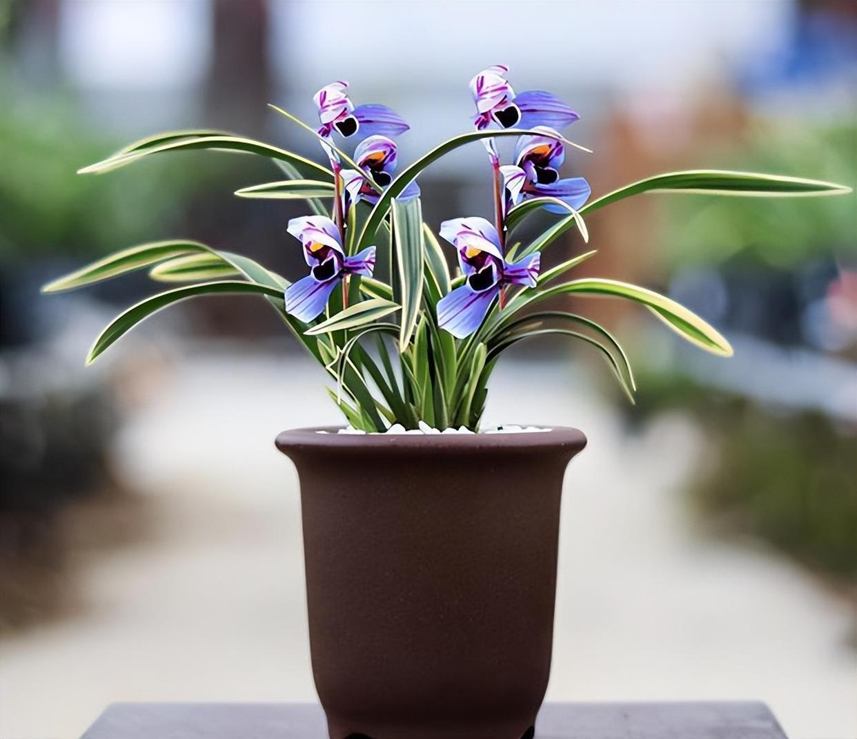 建兰色花第一名品"紫月荷",花开富贵吉祥,兰香扑鼻,养兰首选