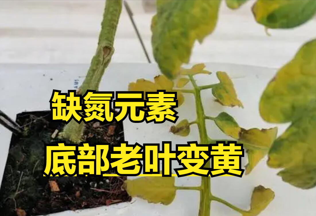 番茄黄叶图片与防治图片