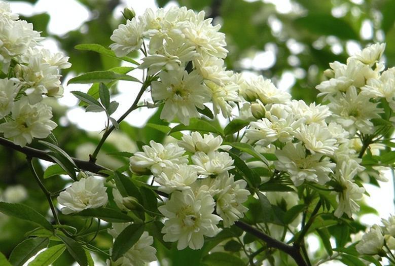 花卉霸主木香花