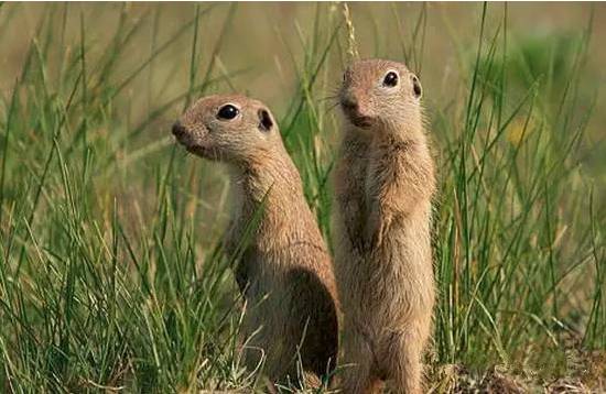 被认为是"害兽"的达乌尔黄鼠