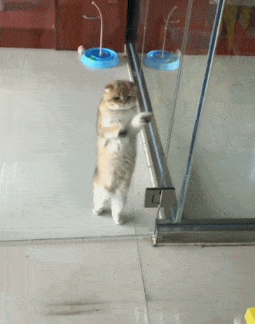 搞笑段子:猫咪帮我扫雪,太勤快了!这点随我!