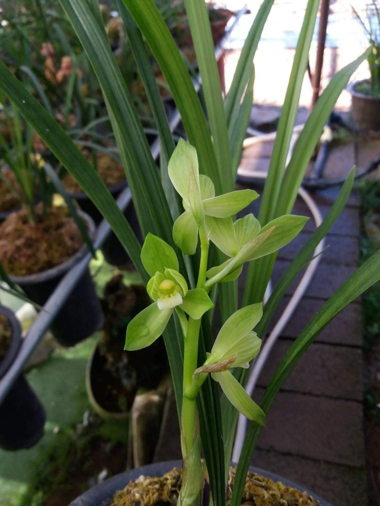 这款兰花真不错,花姿优雅,清香怡人,春剑雨露,魅力无限