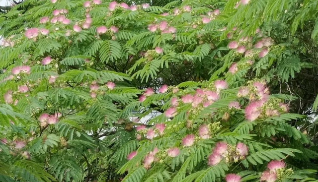 1种绿化树开花如扇子,粉嫩嫩,美极了!不少人见过却说不出名字