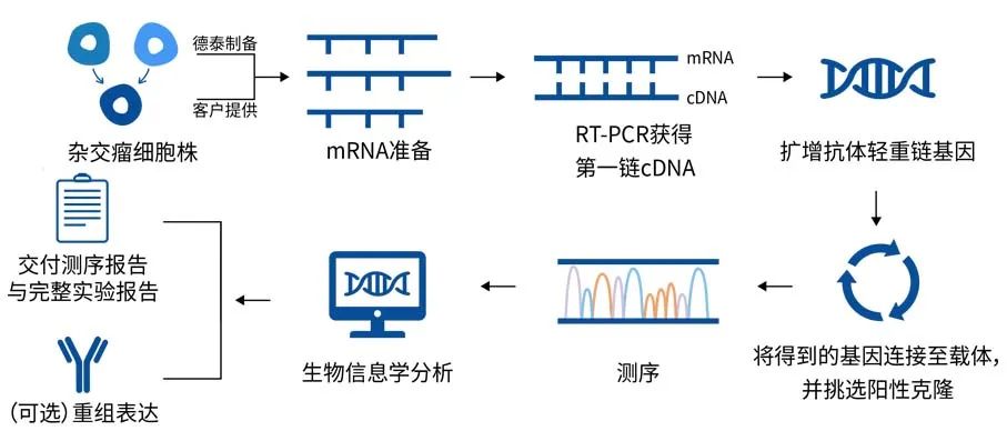 极速体验杂交瘤测序技术