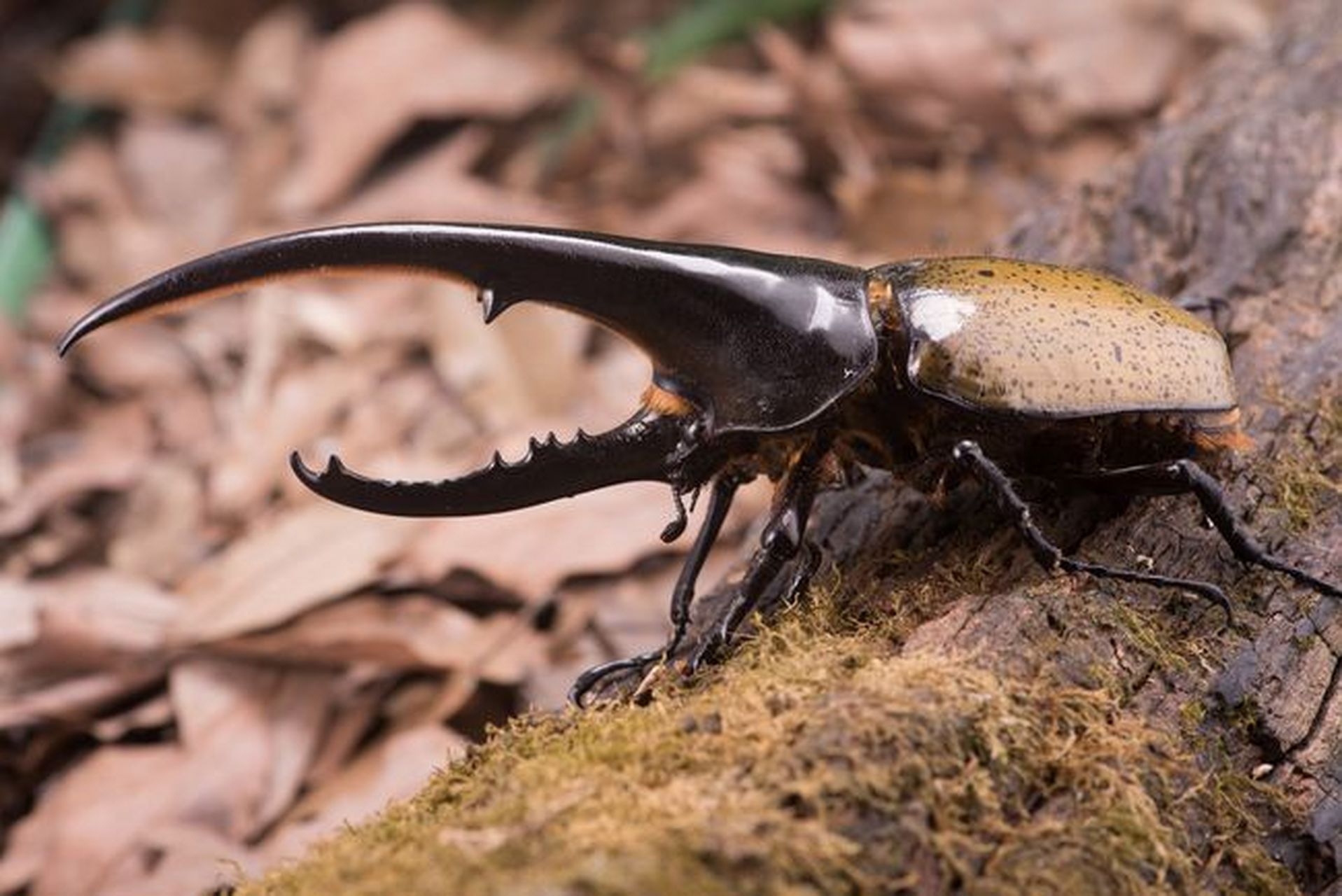 大连海关截获活体大甲虫,为何不让入境?到底有多可怕?