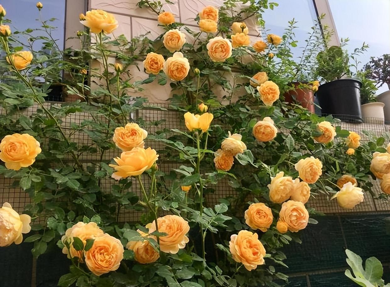 玛格丽特王妃——制作花墙的"利器",丰花勤花,适合新人入手