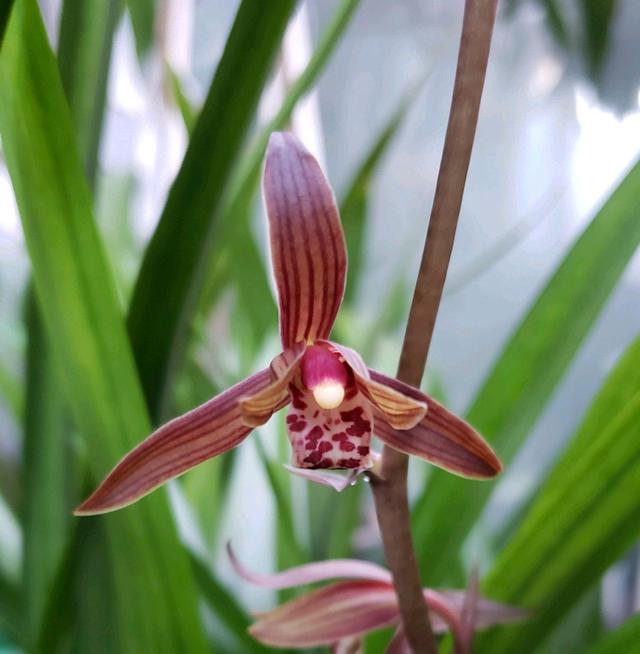 新手兰友,建议养一盆墨兰企黑,好养易开花,开品漂亮香味浓